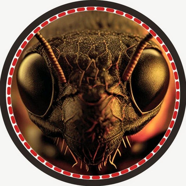 Ant Queen
