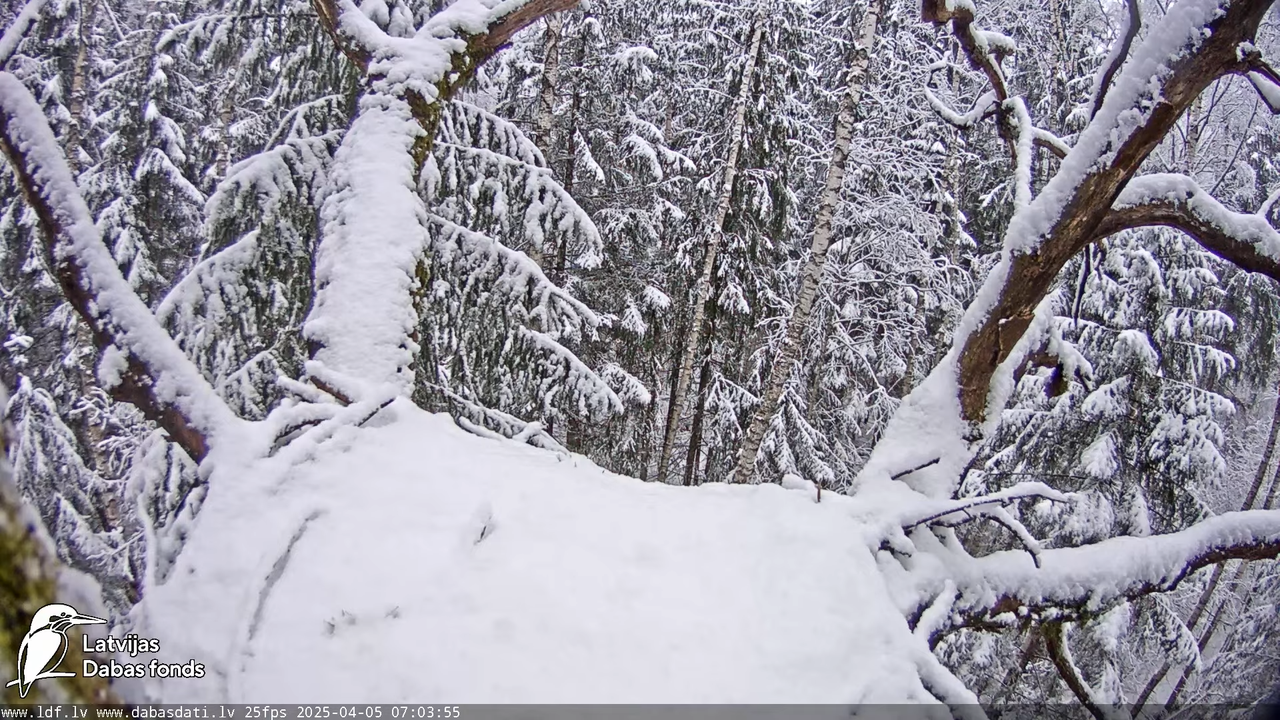 (16) Melnais stārķis (Ciconia nigra) Ogres novadā - LDF tiešraide - YouTube - 783_50