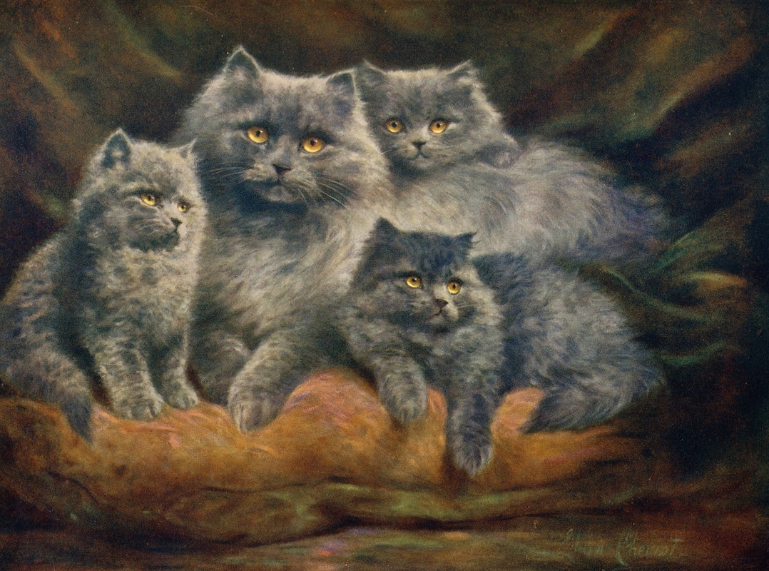 4-Cheviot, Lilian (1884-1936) - Wonder Book of Pets - Persian Cats