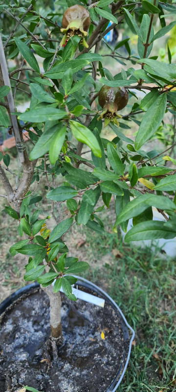 370575373_4853744551416129_8056218885628940242_n