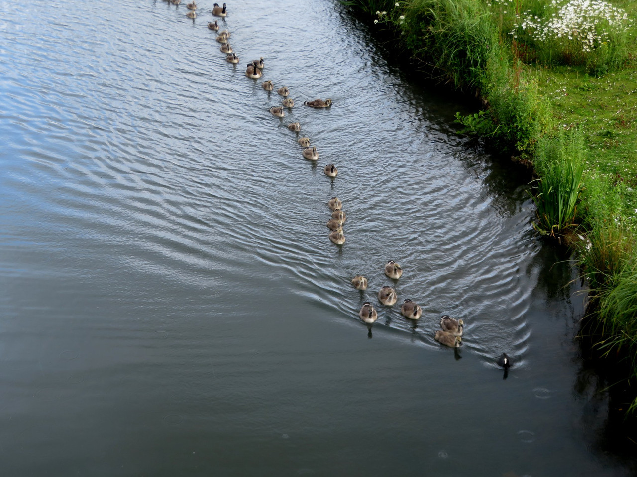 A creche of Canada geese