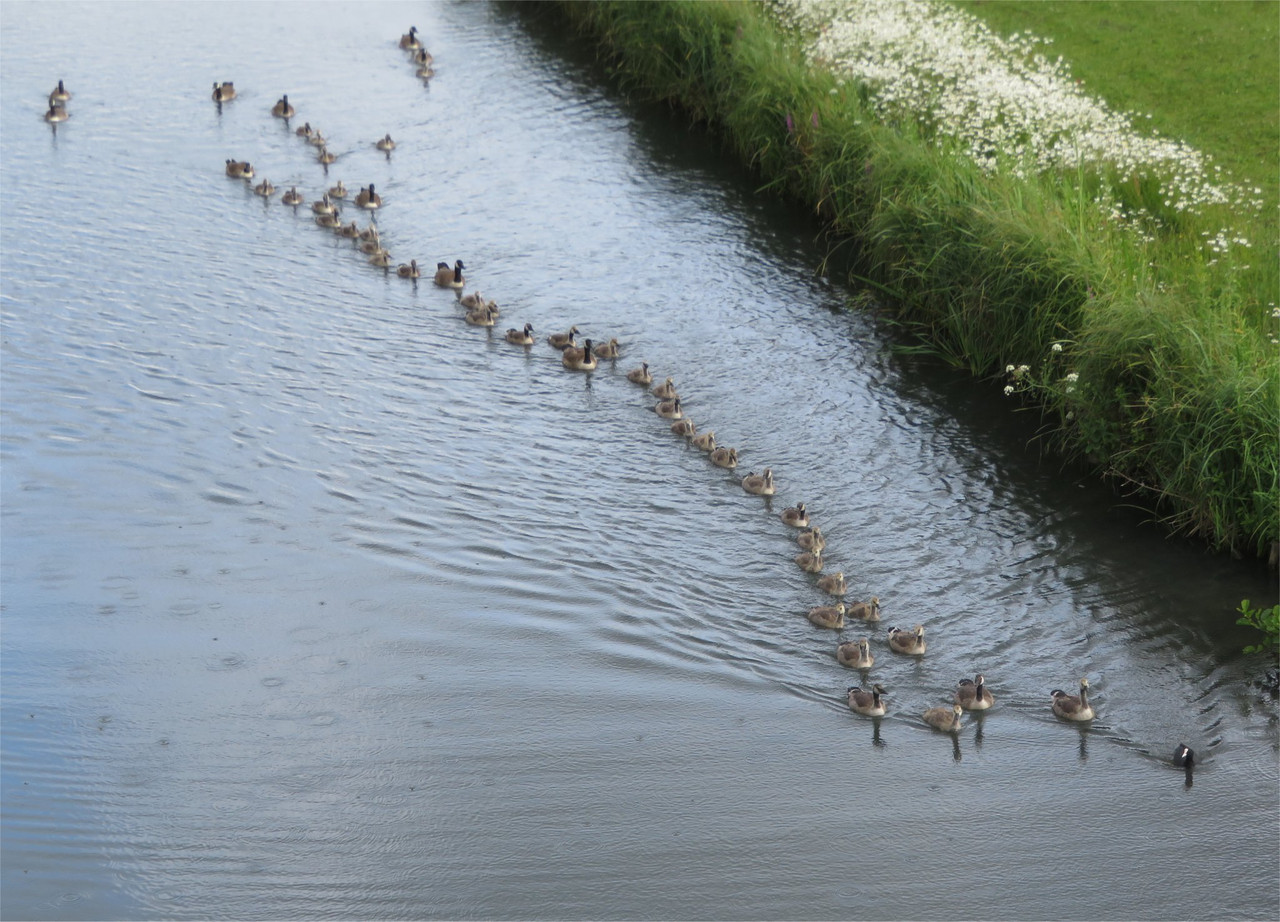 A creche of Canada geese