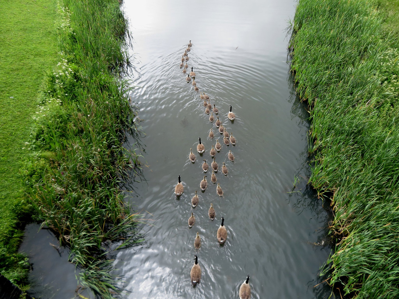 A creche of Canada geese