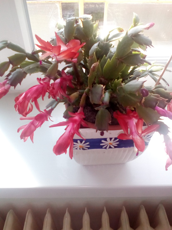 IMG_20210311_102250[1]