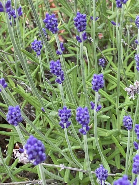 ngắm hoa nha Lavenders