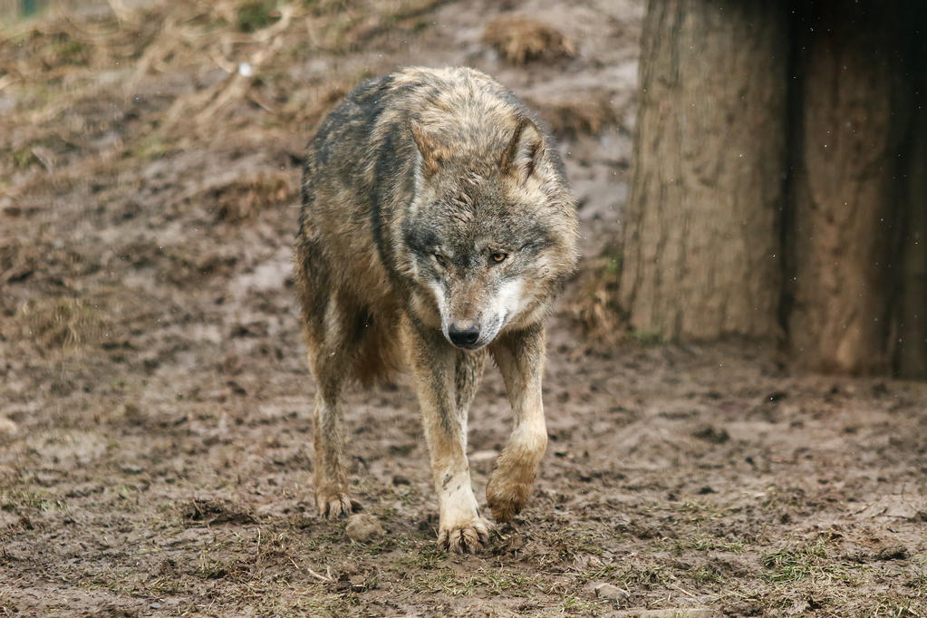 wolf-pose-32-by-landkeks-stock-d9uarmr-fullview.jpg