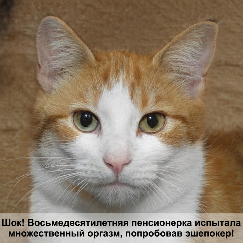 мазь от лишая для кошек