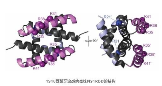 NS1_1