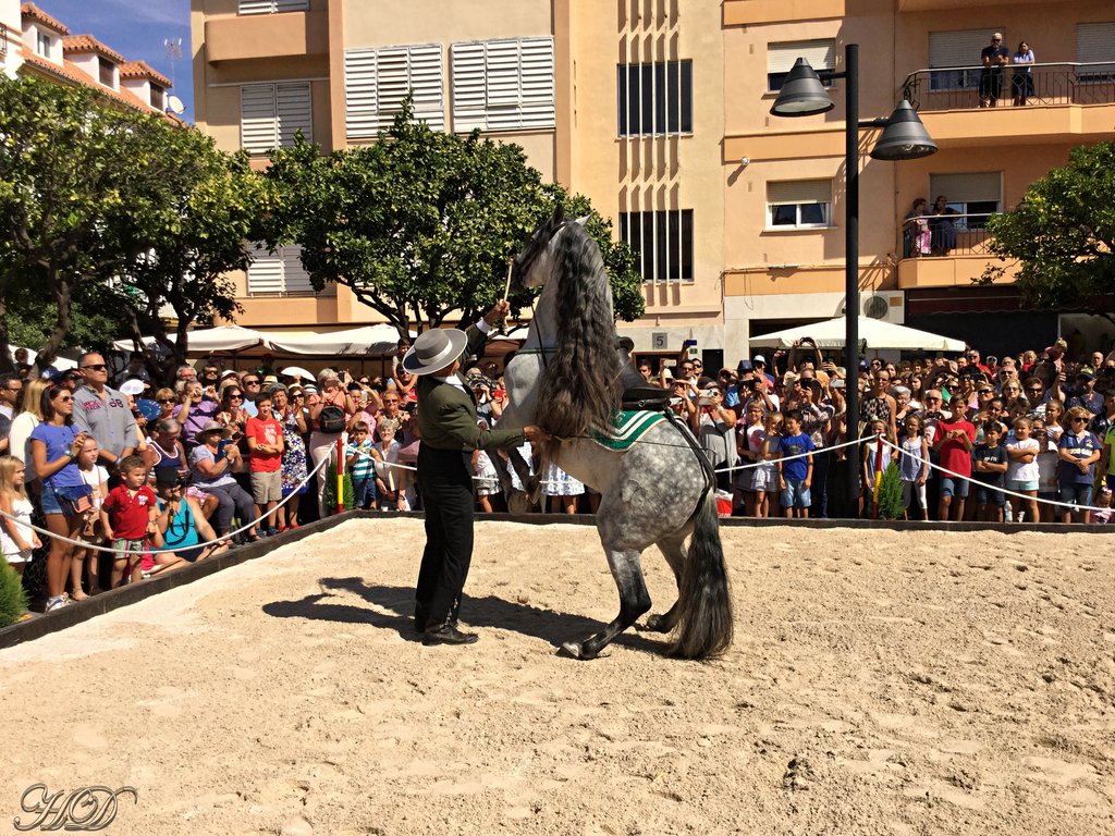 animals-Spanish-horses-5-HD.jpg