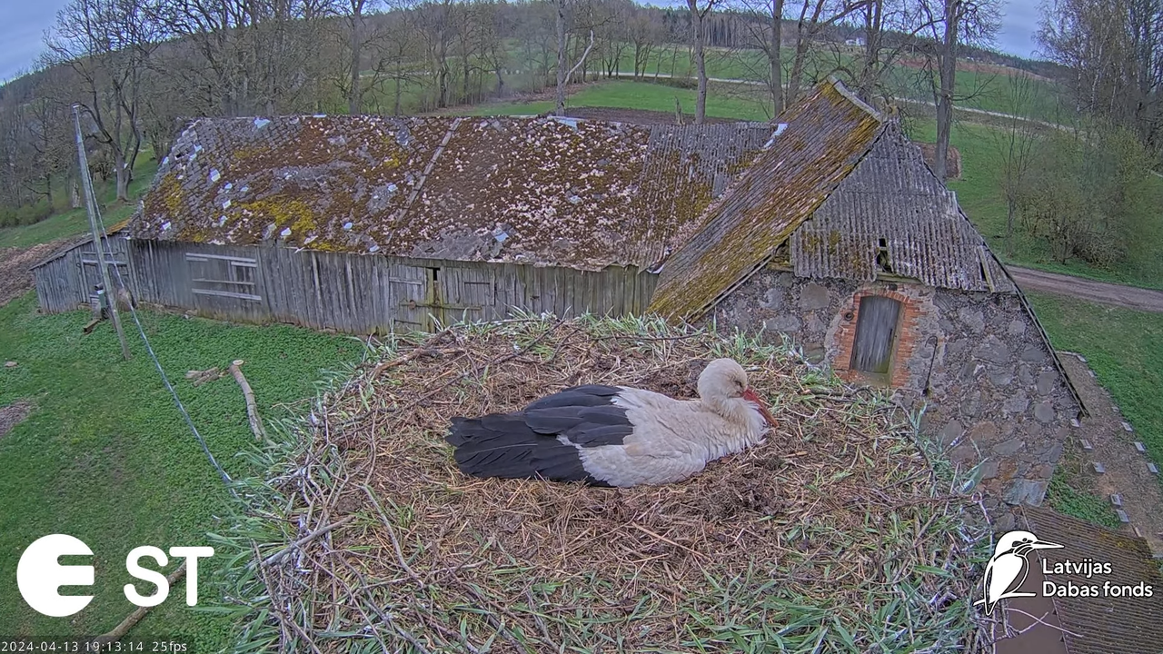 Baltie stārķi (Ciconia ciconia) Tukuma novadā - LDF tiešraide __ White storks in Tukums, Latvia 8-36