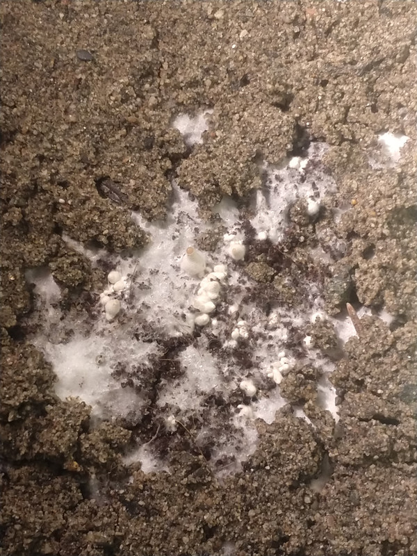 IMG_20201202_202308085