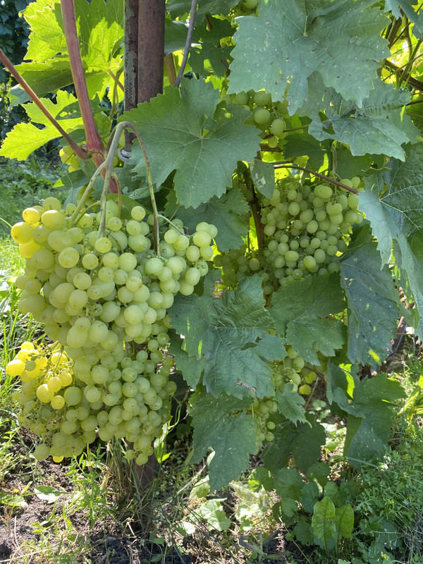 B4E4E3E4-FCD4-4E9B-88ED-49A95C7C713B