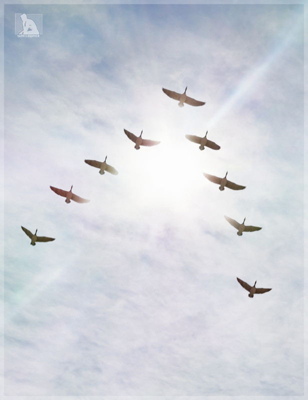 iREAL Animated Flocks of Birds iREAL Animated Flocks of Birds