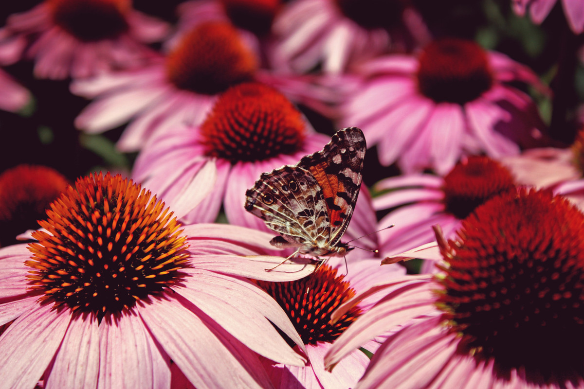 Canva-Painted-Lady-Butterfly-Perched-on-Flower.jpg