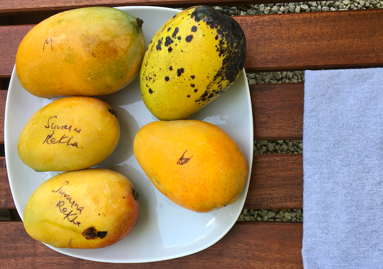 indian mangoes snippet