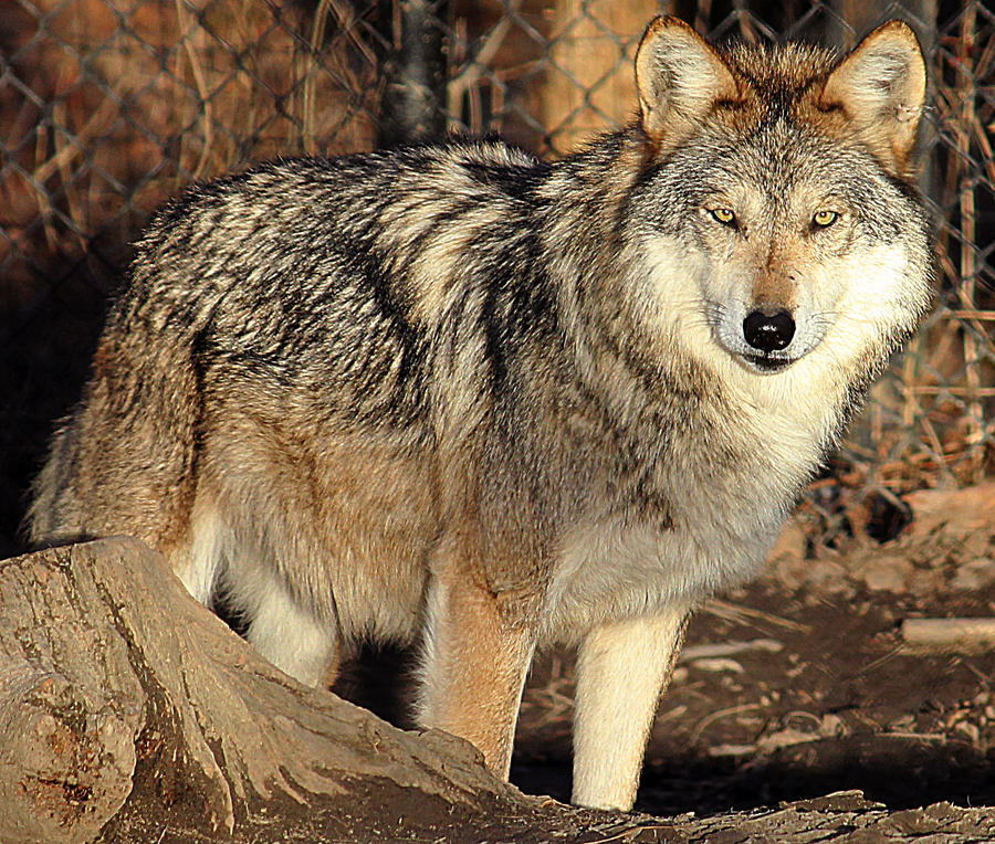 mexican-wolf-stock-18-by-hotnstock-d4x539i-fullview.jpg