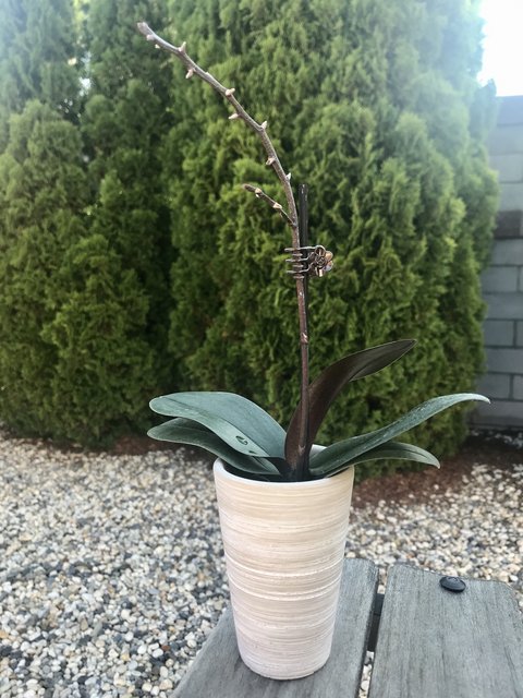 [Image: 586-E7-A1-A-67-CC-4-A80-84-FB-BE352-B928-C04.jpg]