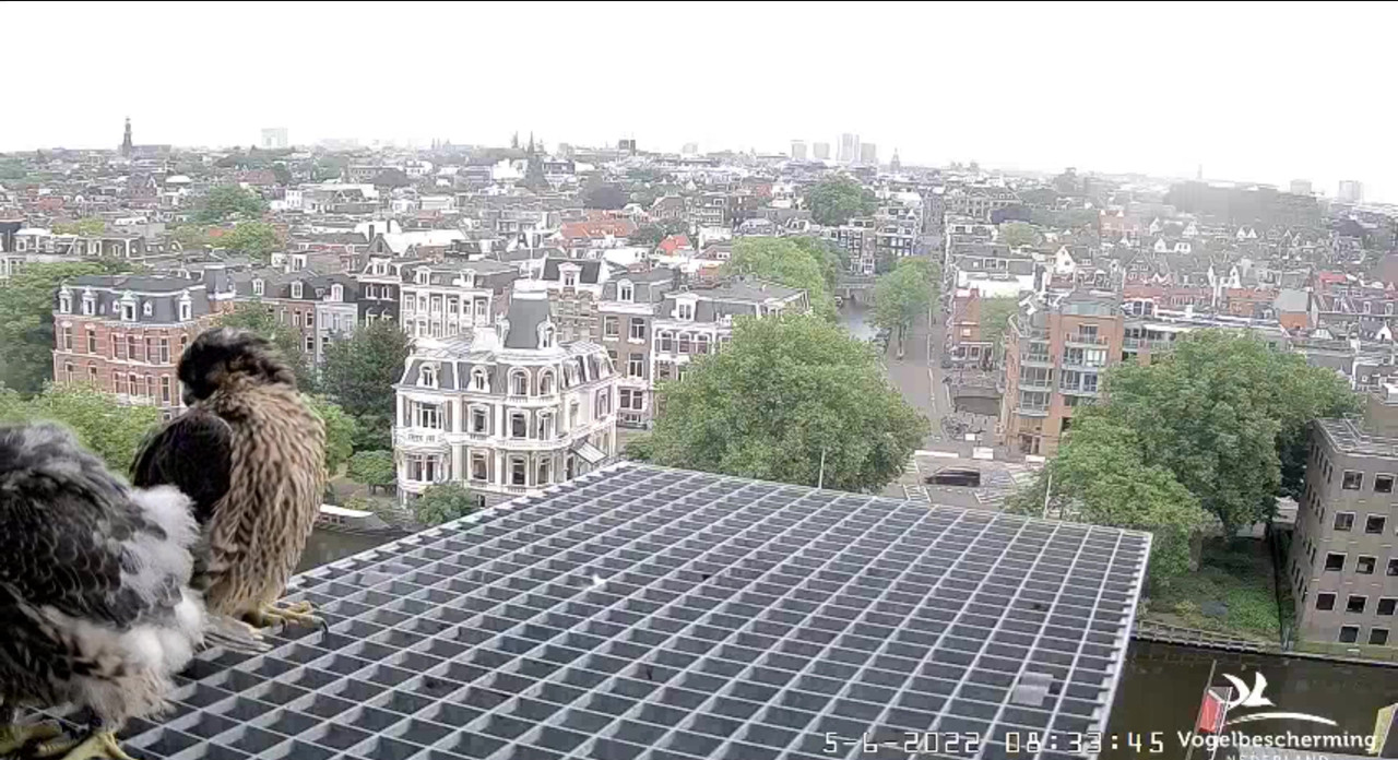 Amsterdam/Rijksmuseum screenshots © Beleef de Lente/Vogelbescherming Nederland - Pagina 18 Video-2022-06-05-083444-Moment-2