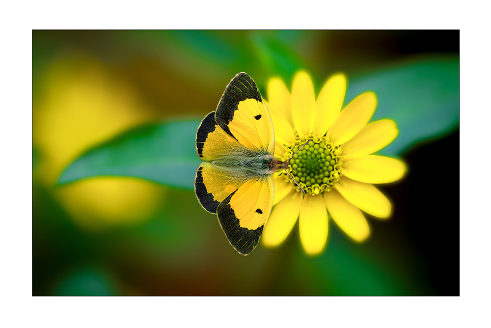 Photo Of the Week