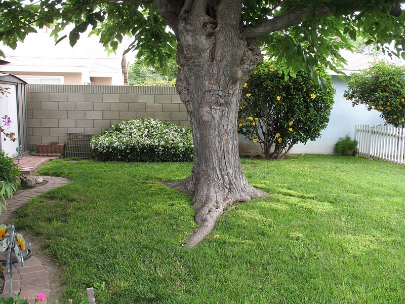 back-yard-small.jpg