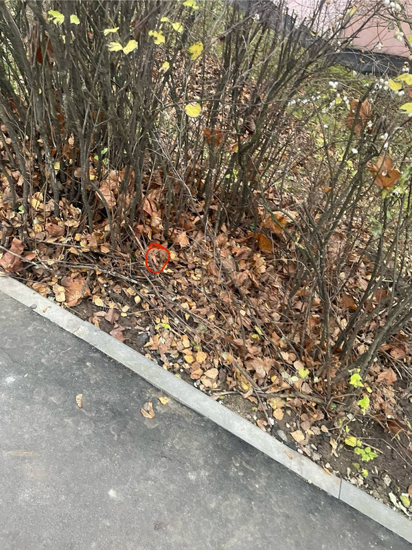 IMG 20251110 235355 070