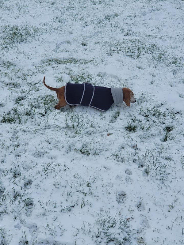 [Image: A7-BEA05-F-2-A1-E-45-D8-86-E1-3-EB2244-E1270.jpg]