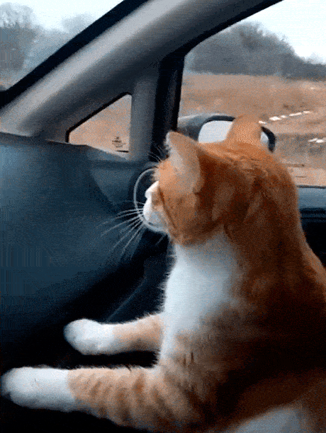 32.gif