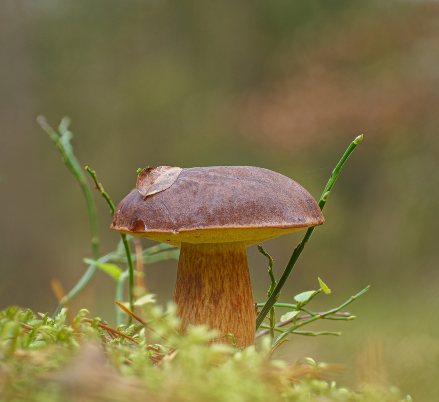 2024-11-05 21-39-27 (B,R8,S4)-Editxx-2