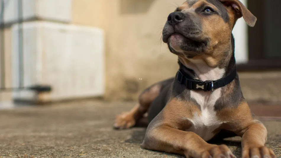 Taking care of a pitweiler
