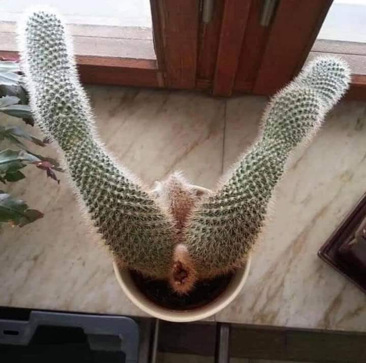 221885427-333410538513148-22872405071908