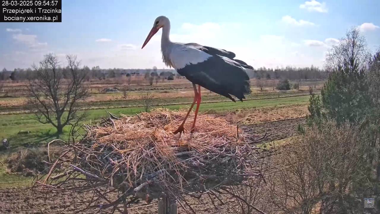 bociany28032025_3