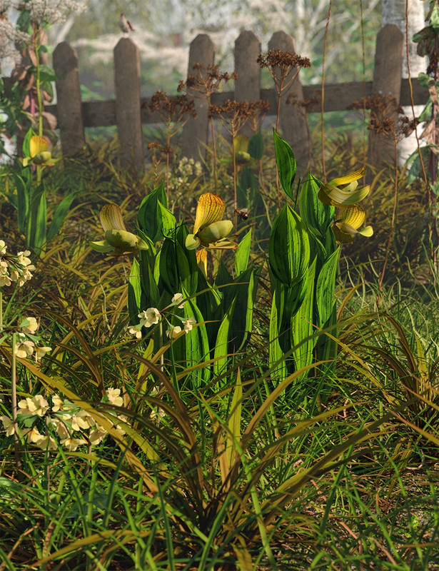 Slipper Orchids - Low Resolution Flowers Slipper Orchids - Low Resolution Flowers