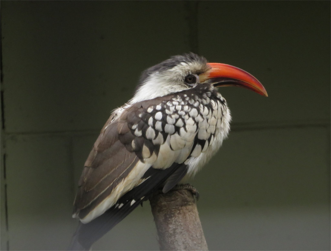 Northern red-billed hornbill