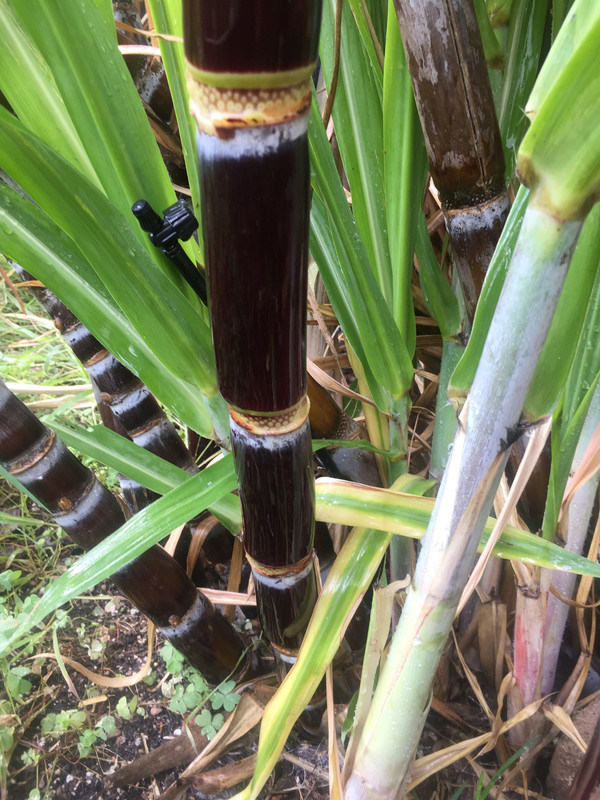 EA4CC9B2-CD6D-4D7B-B311-B7ACB59DA2A8