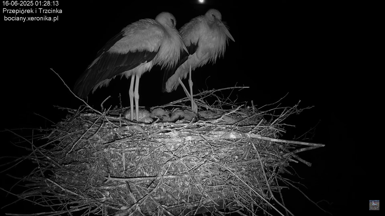 16062025bociany1