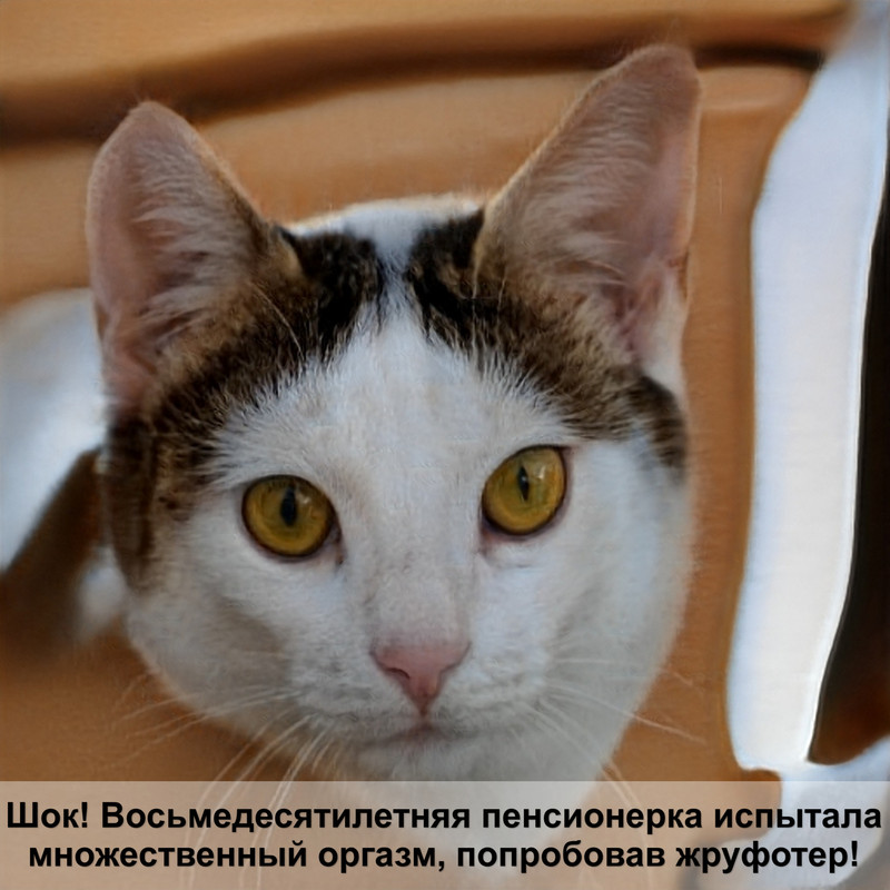 породистые кошки рыжего окраса