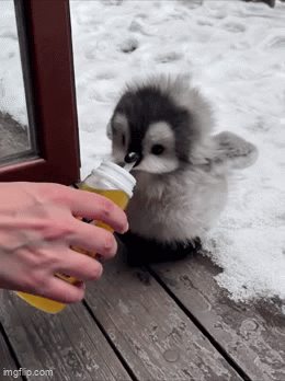 IMG-7195.gif
