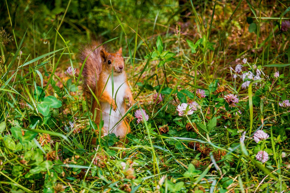 Фотографии животного мира