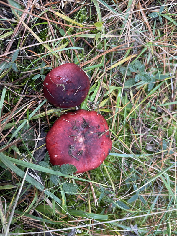 03655FB0-F284-4791-97CE-15F4EECD2388