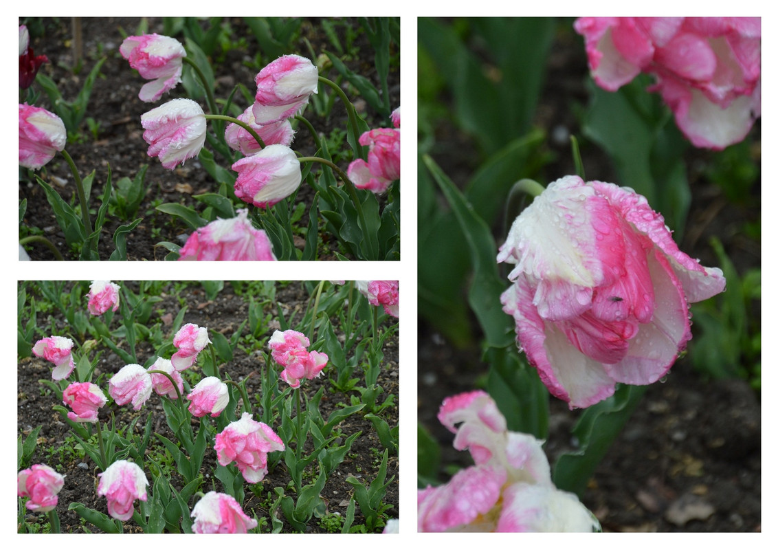 Новый коллаж.jpg 23