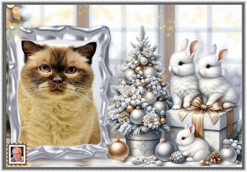 MOOIE-KATER-2