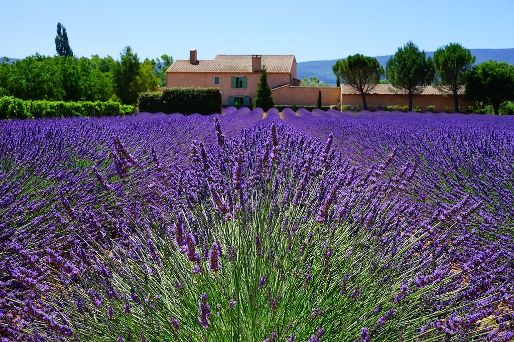 purple-lavender-1595478-1280.jpg