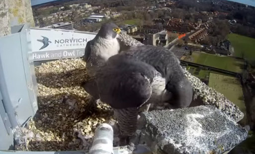 Norwich Peregrines Przechwytywanie-w-trybie-pe-noekranowym-02-03-2023-191452