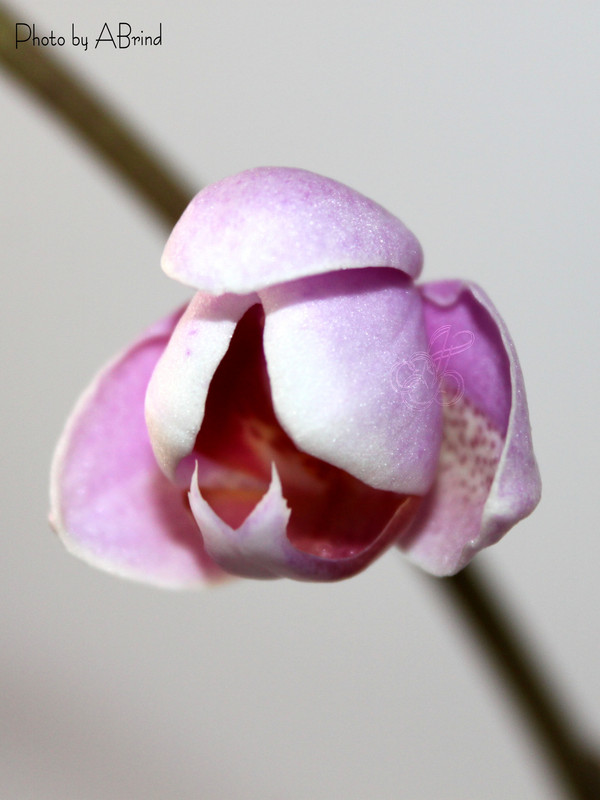 photostudio_1642002963675