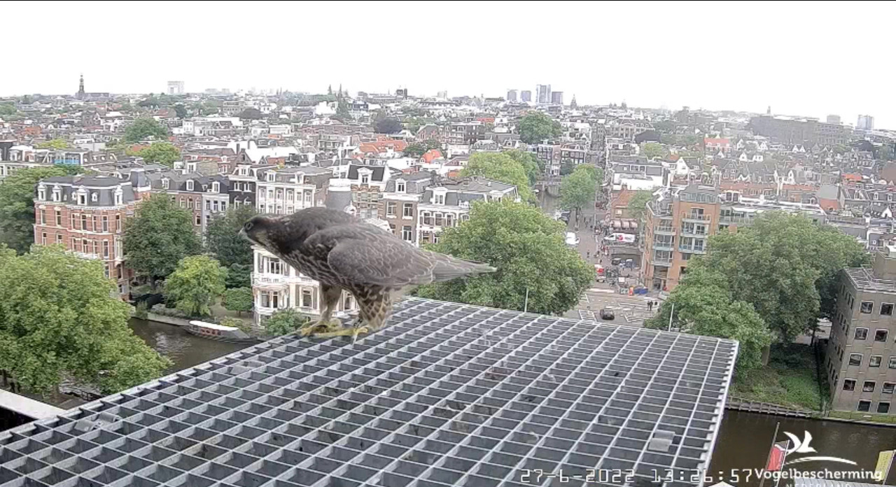 Amsterdam/Rijksmuseum screenshots © Beleef de Lente/Vogelbescherming Nederland - Pagina 33 Video-2022-06-27-132839-Moment-3