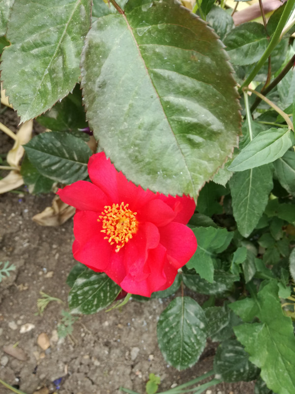 IMG_20190505_172705