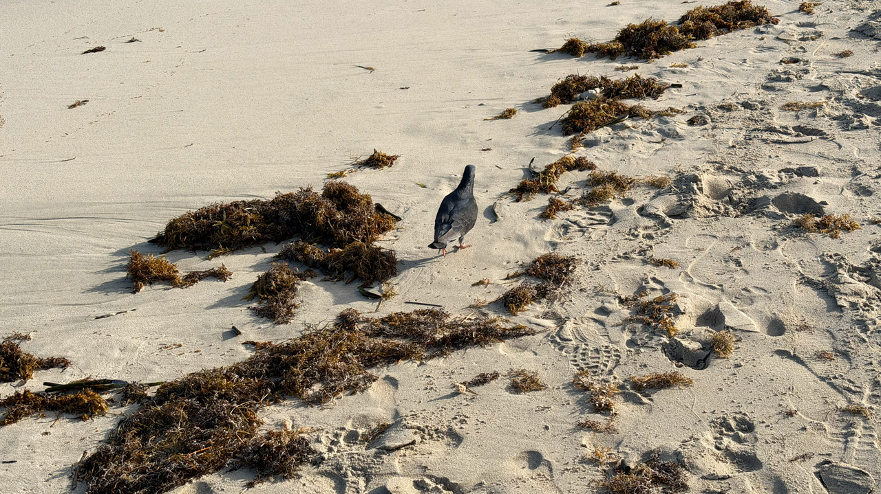 [Image: South-Pointe12.png]