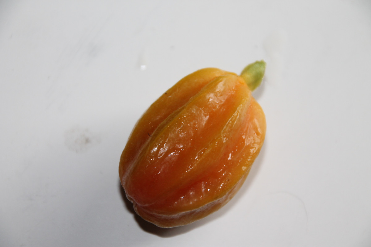 first pitangatuba