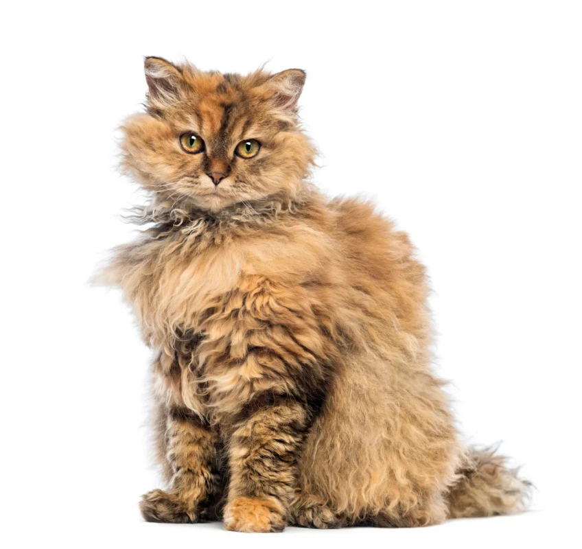 Selkirk Rex