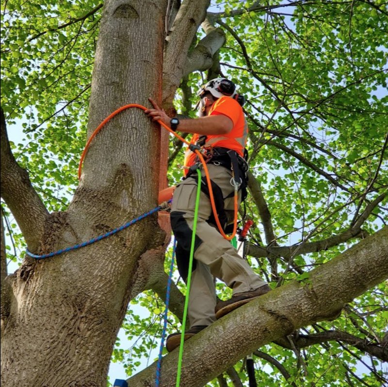 Tree Service Fort Wayne 
